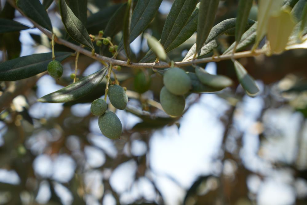 Kilis'te Zeytin Ve Zeytinyağında Yüksek Rekolte Sevindirdi