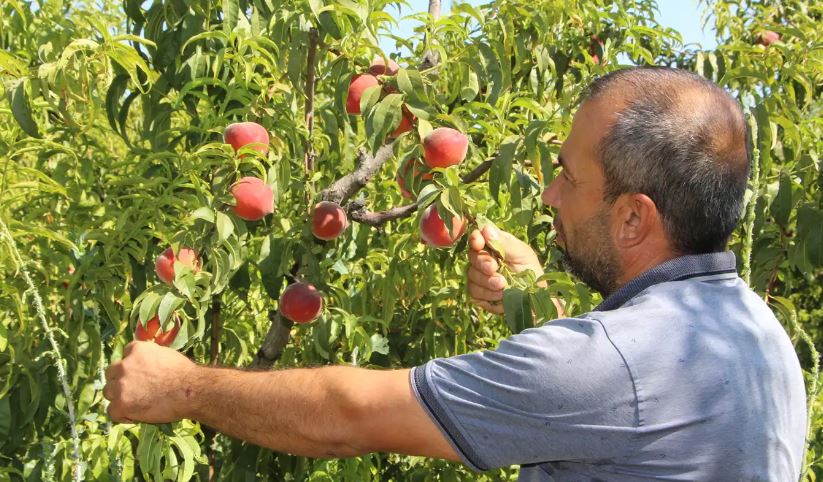 Mardin’de Şeftalisinin 6 Çeşidi Tezgahlarda Yerini Aldı.png 3