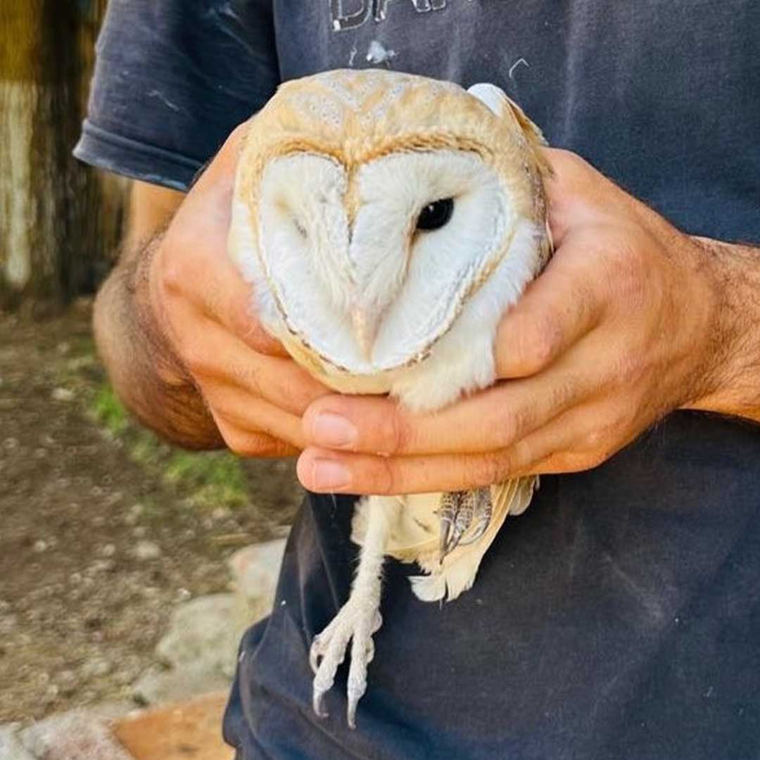 Peçeli Baykuş Tedavi Altına Alındı 3