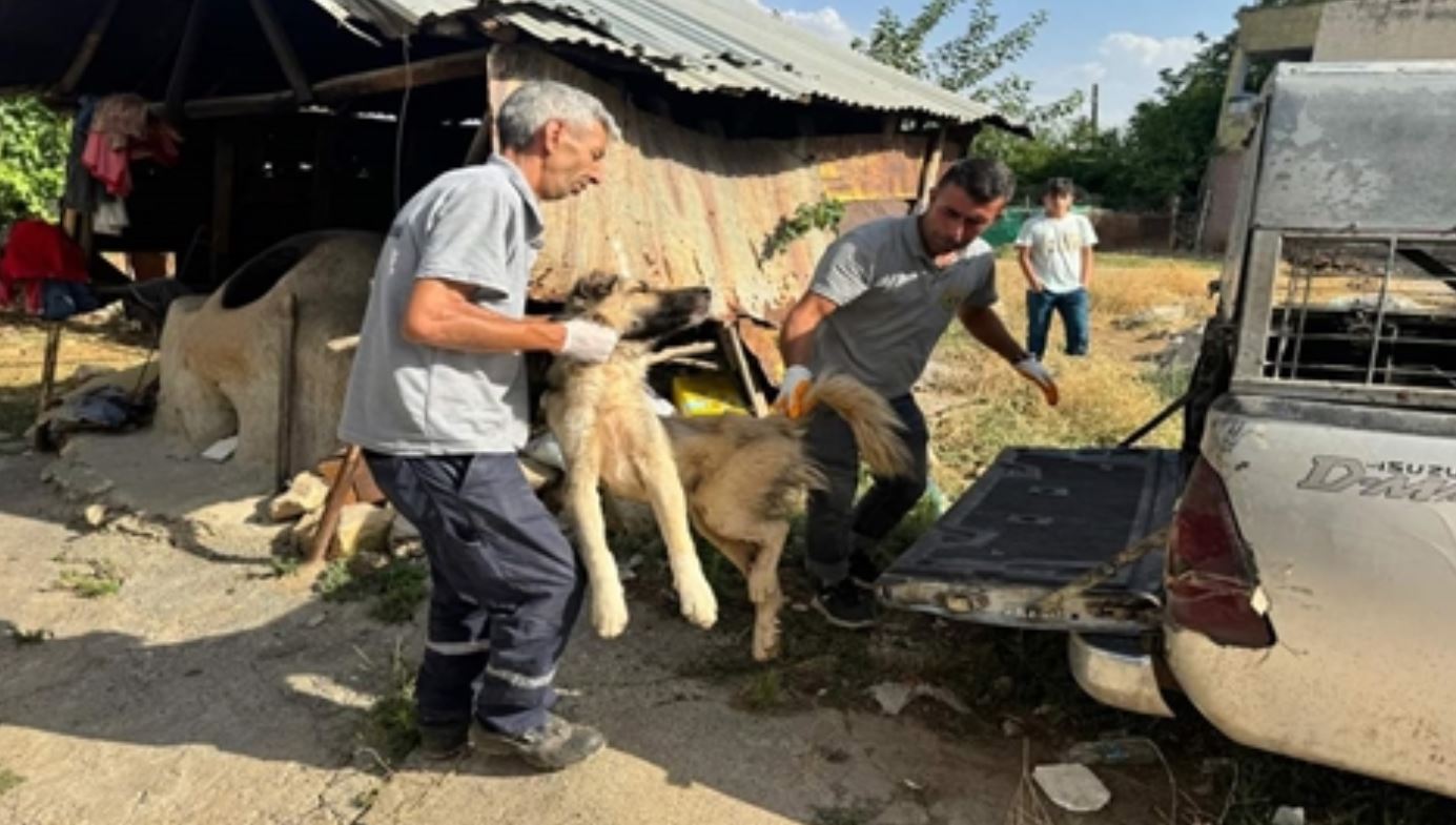 Silvan Belediyesi, Sokak Köpeklerinin Toplandığını Duyurdu; Tepkiler Üzerine Paylaşım Silindi 1