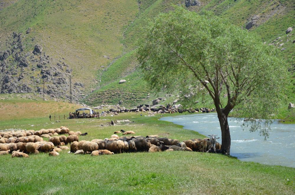 Şırnak'ta Şap Hastalığı Nedeniyle Hayvan Giriş Çıkışı Yasaklandı