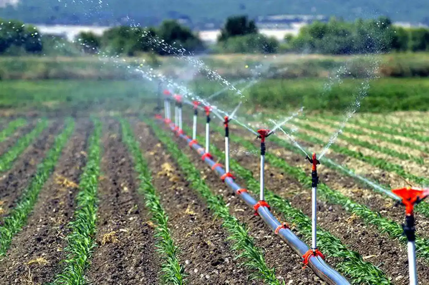 Tarımsal Destekleme Ödemeleri Hesaplara Aktarılıyor