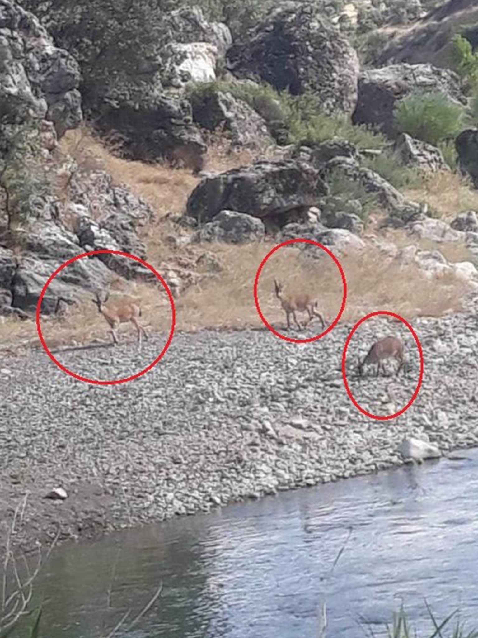 Tunceli’de Değil Diyarbakır’da Görüntülendiler Avcılar Görmesin 3