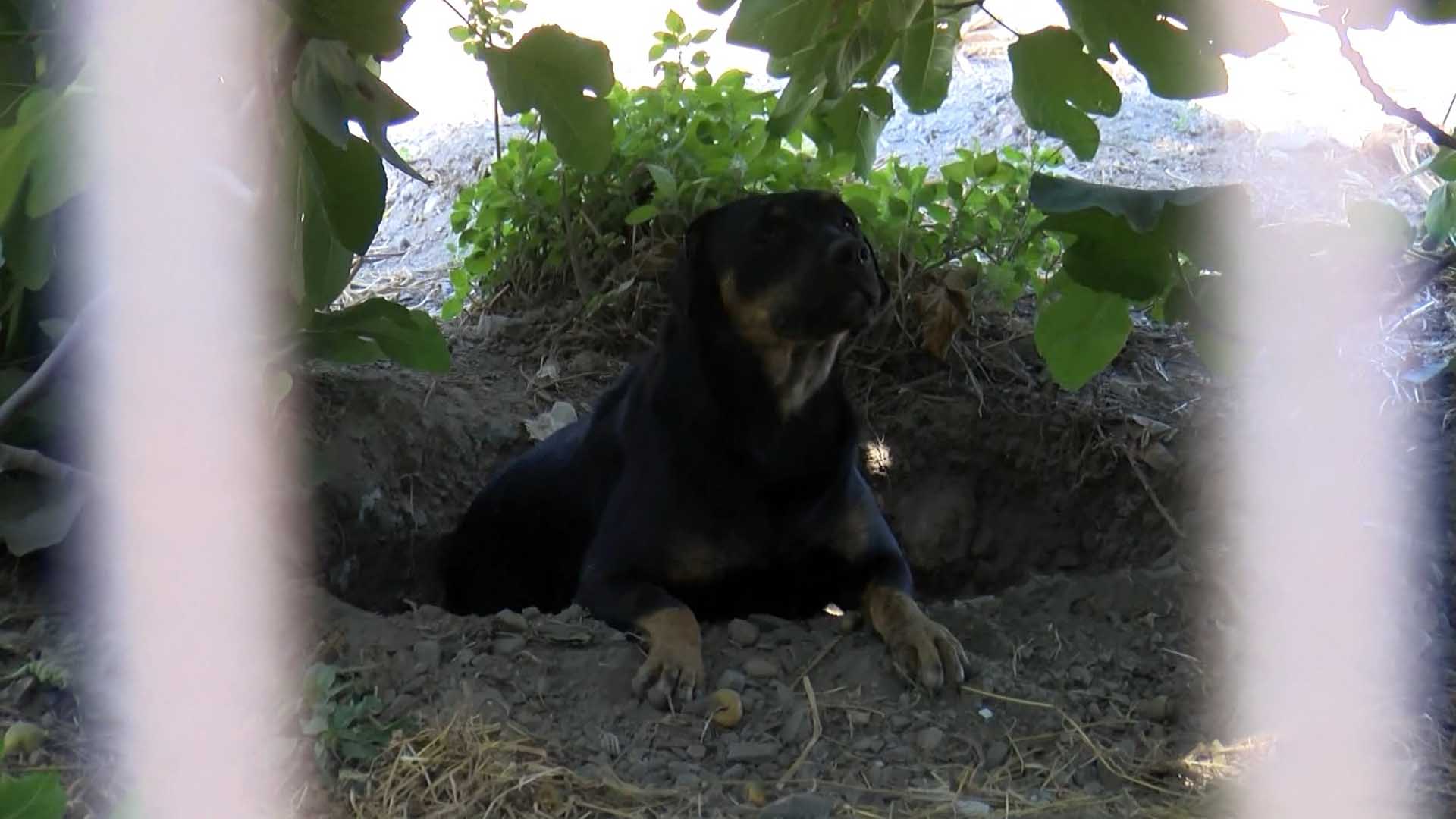 15 Köpeğin Saldırısına Uğrayan Genç, Feci Şekilde Öldü 2