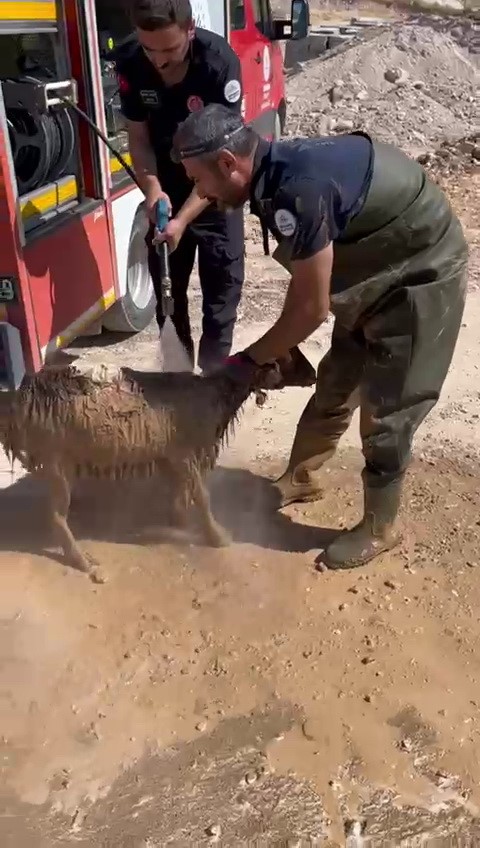 Alt Yapı Kanalına Düşen Keçi Kurtarıldı 1