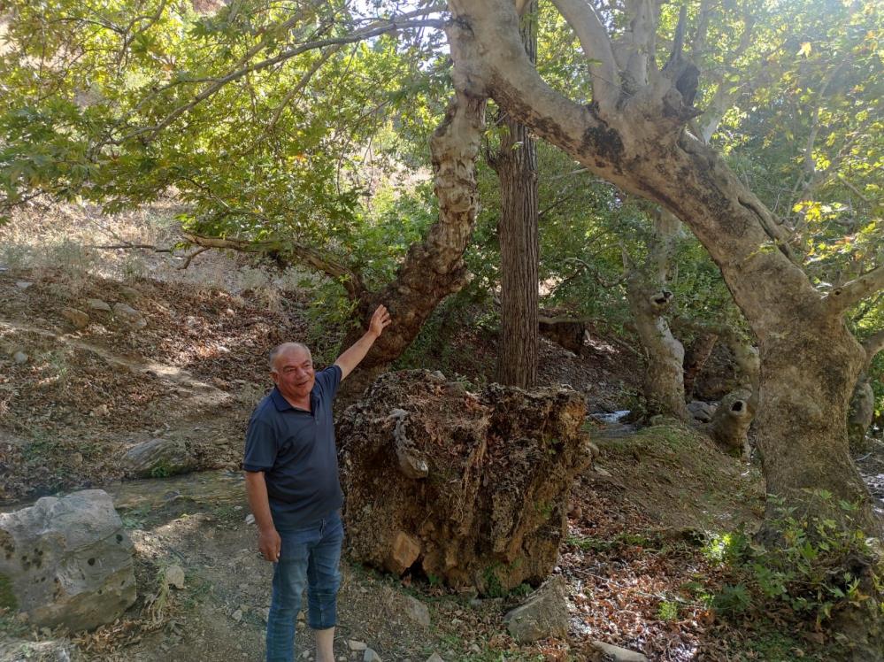 Batman'da Iki Çınar Ağacı Tek Gövde Üzerinde Birleşerek 50 Metre Yükseldi 1