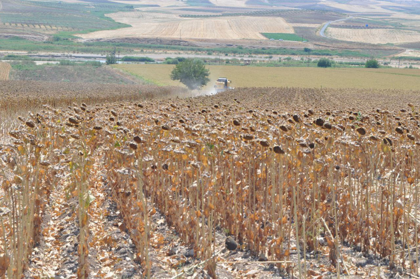 Batmanda Ilk Kez Birinci Urun Olan Yaglik Aycicegi Hasadi Yapildi 2C70B7F7