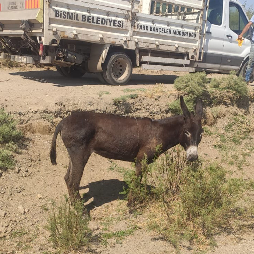 Bismil'de Ayağı Kırılan Eşek Tedavi Altına Alındı 1