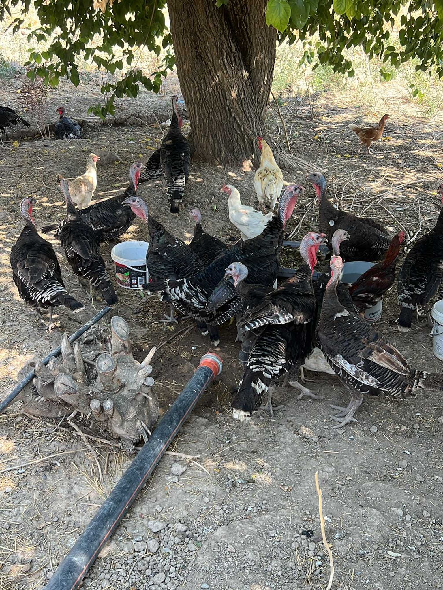 Bismil’de Bu Köylerde Elektrik Ve Su Sorunu Yaşanıyor 4