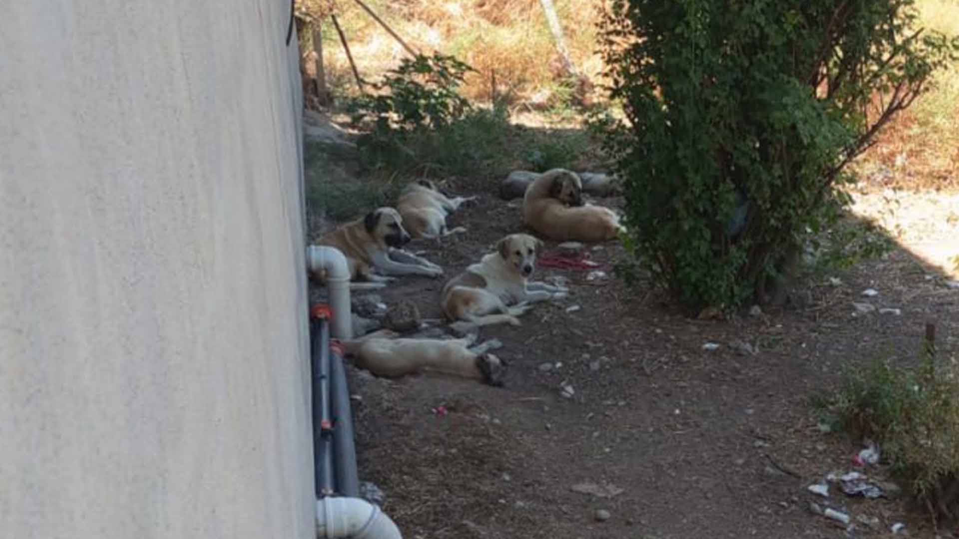 Bismil'de Sokak Hayvanları Vatandaşları Tedirgin Ediyor2