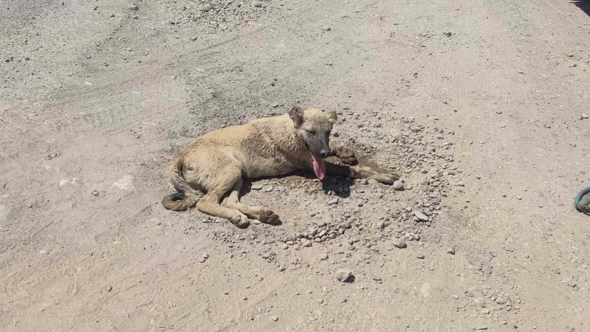 Bismil’de Yaralı Köpek Tedavi Altına Alındı 1