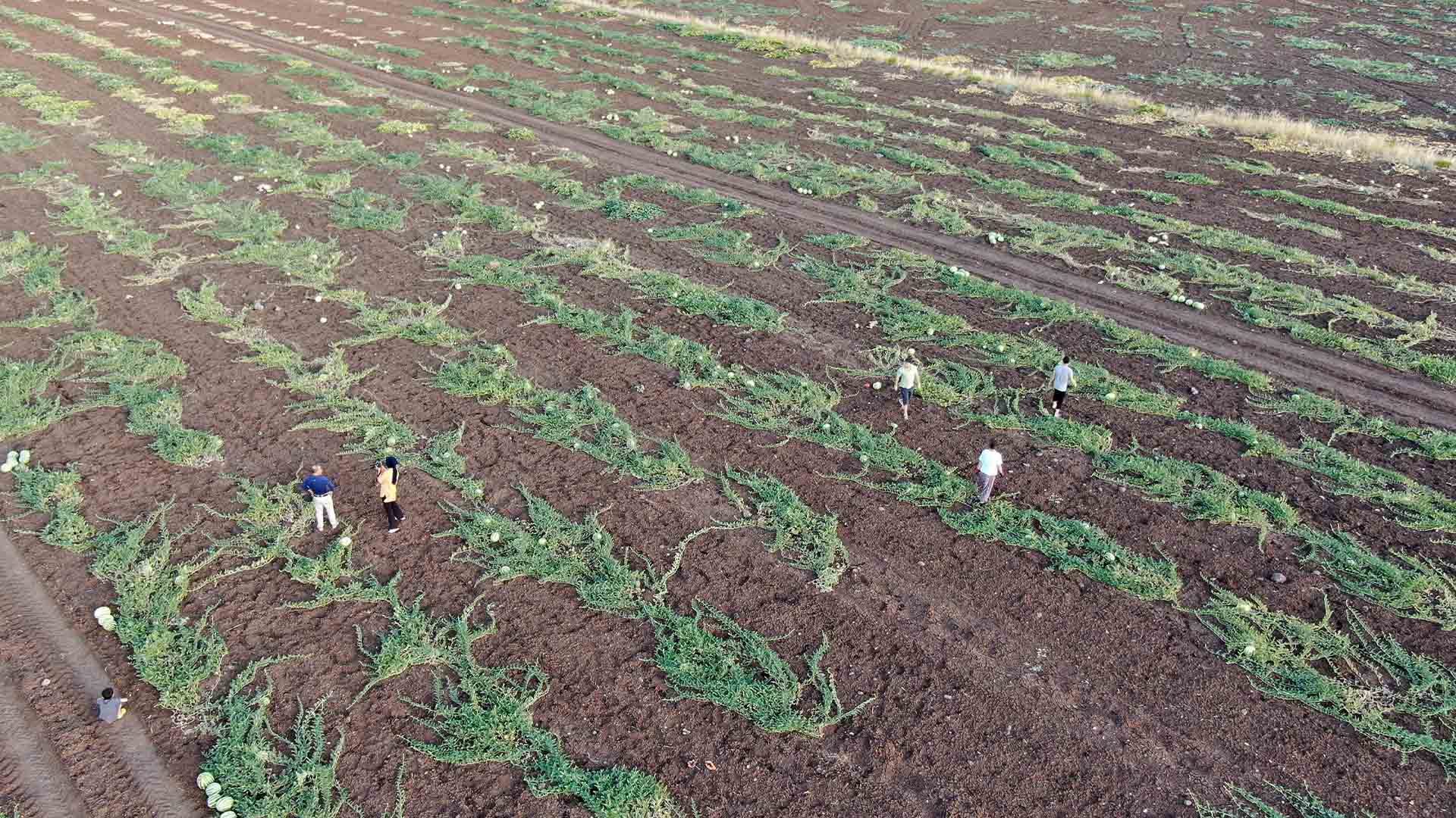 Diyarbakır Karpuzunda Hayal Kırıklığı 5