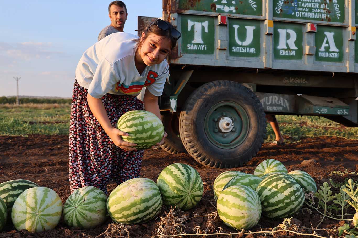 Diyarbakır Karpuzunda Hayal Kırıklığı 8