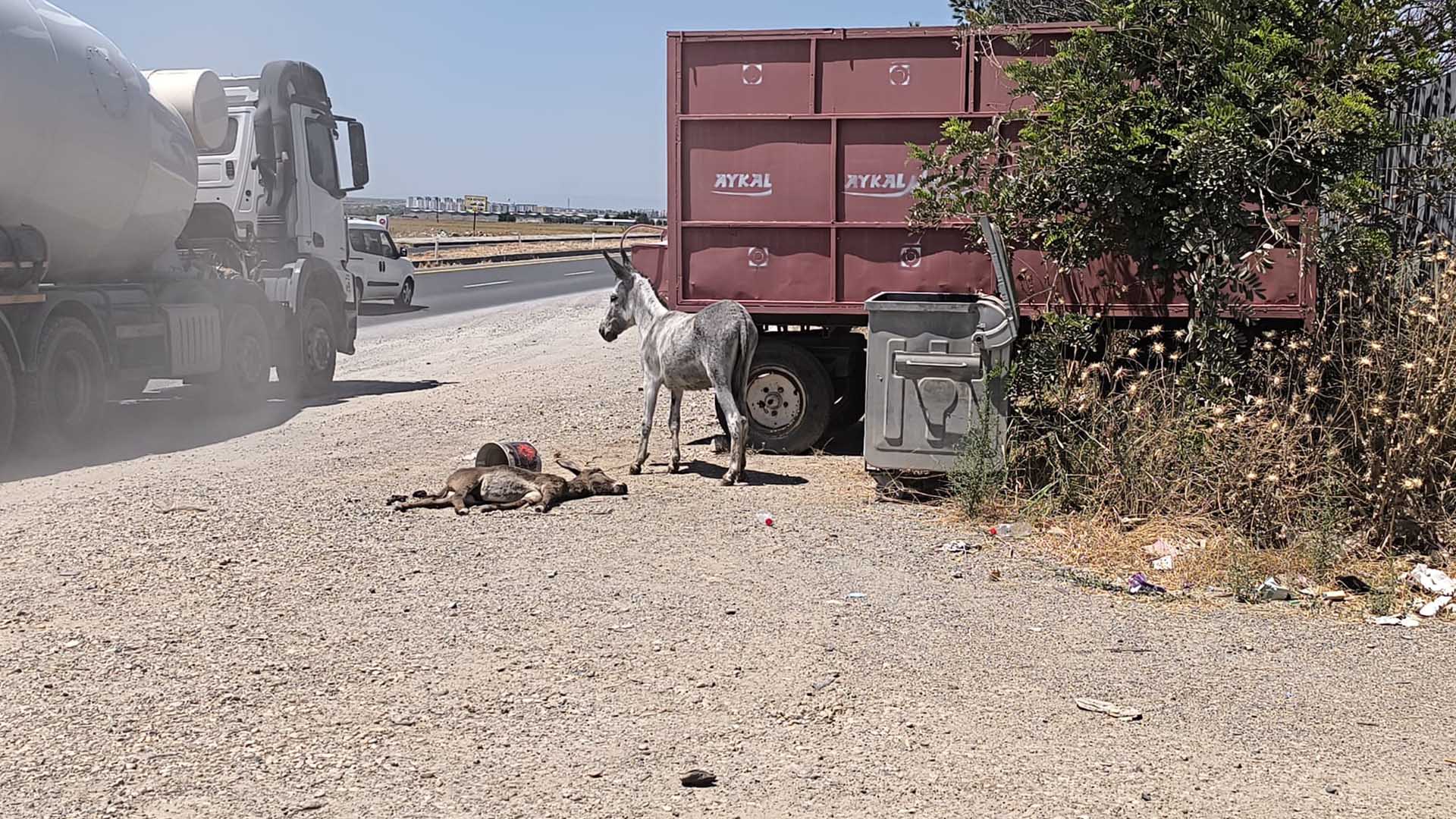 Diyarbakır’da Eşek, 2 Gündür Ölen Yavrusunun Başından Ayrılmıyor 1