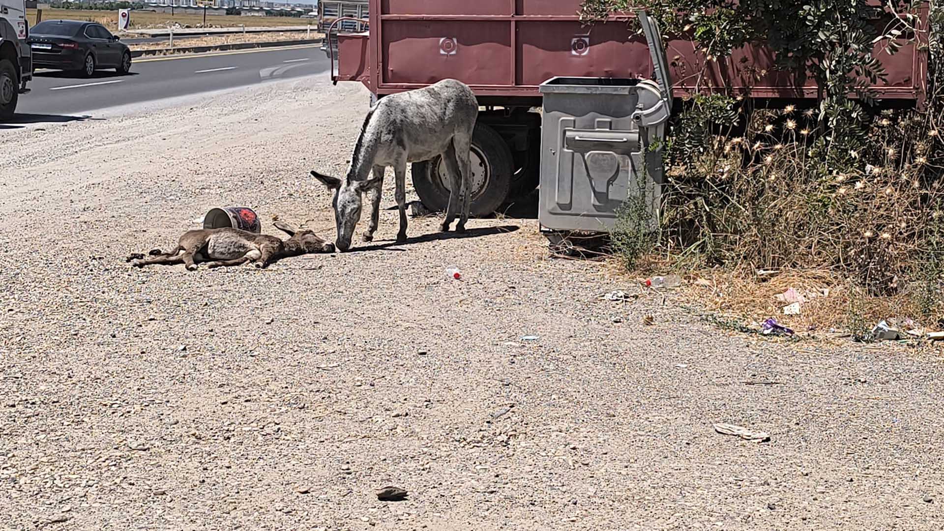 Diyarbakır’da Eşek, 2 Gündür Ölen Yavrusunun Başından Ayrılmıyor 2