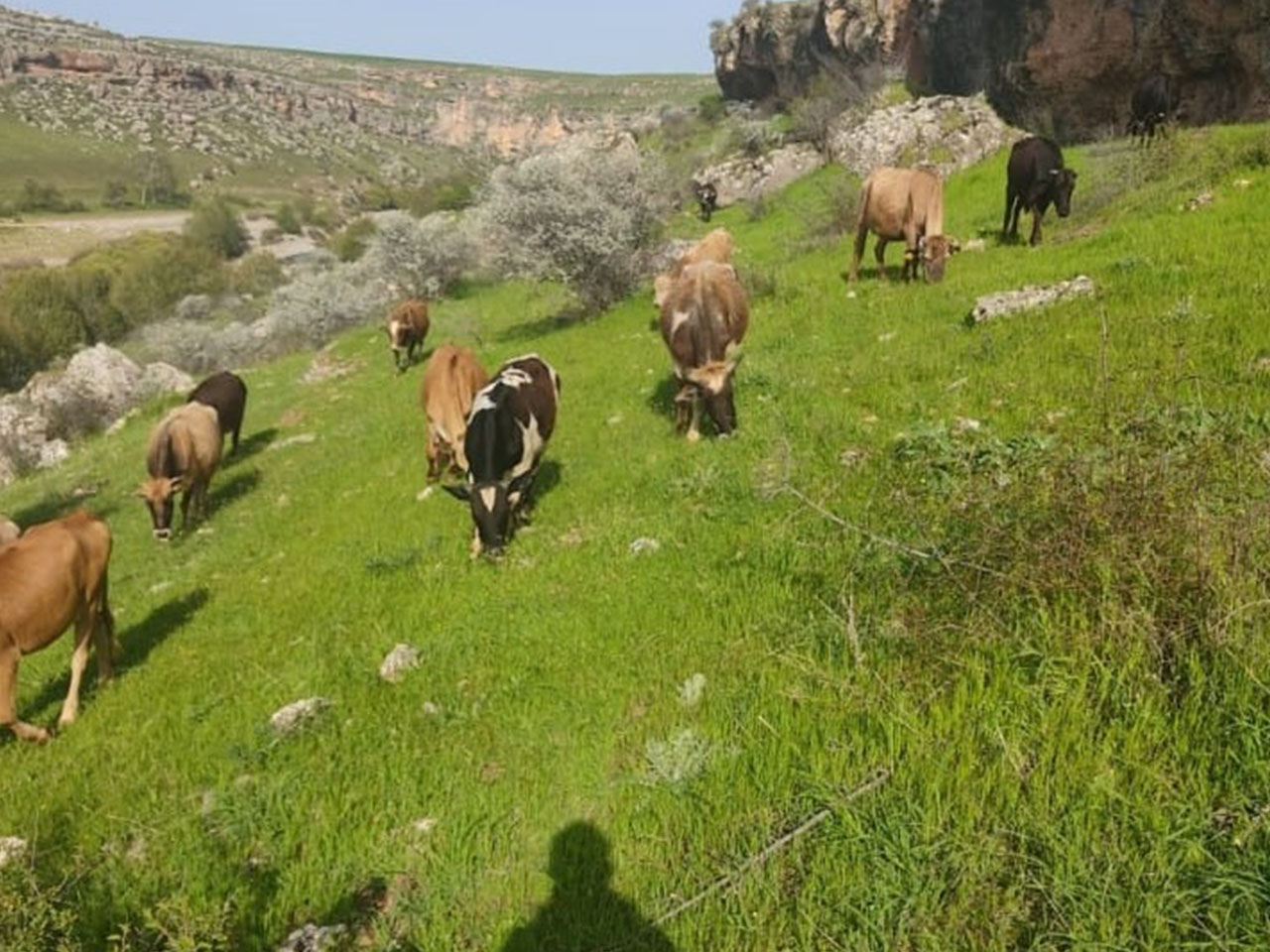 Diyarbakır’da Inek Hırsızları Yakalandı 2