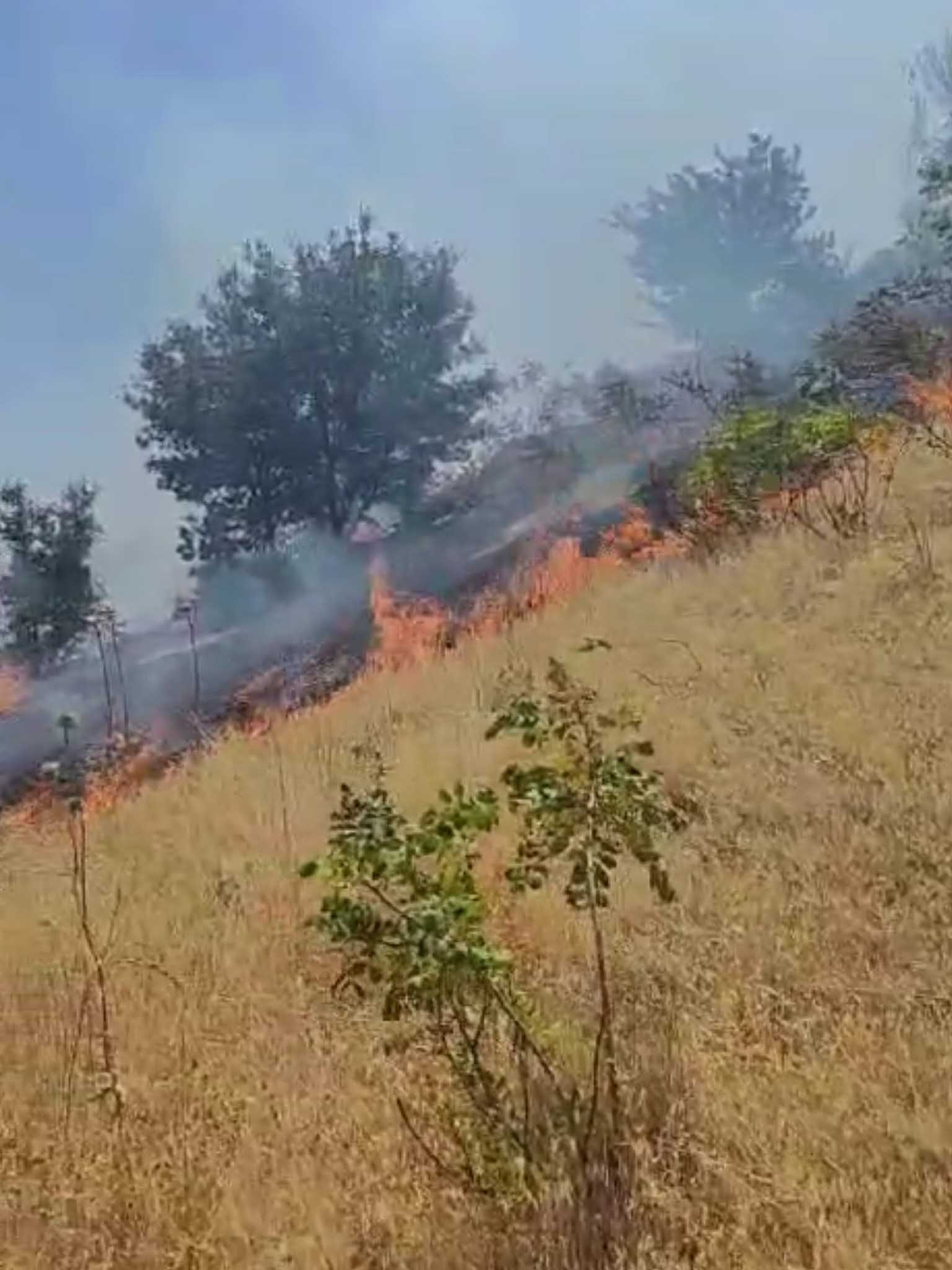 Diyarbakır’da Ormanlık Alanda Çıkan Yangın Kontrol Altına Alındı 3