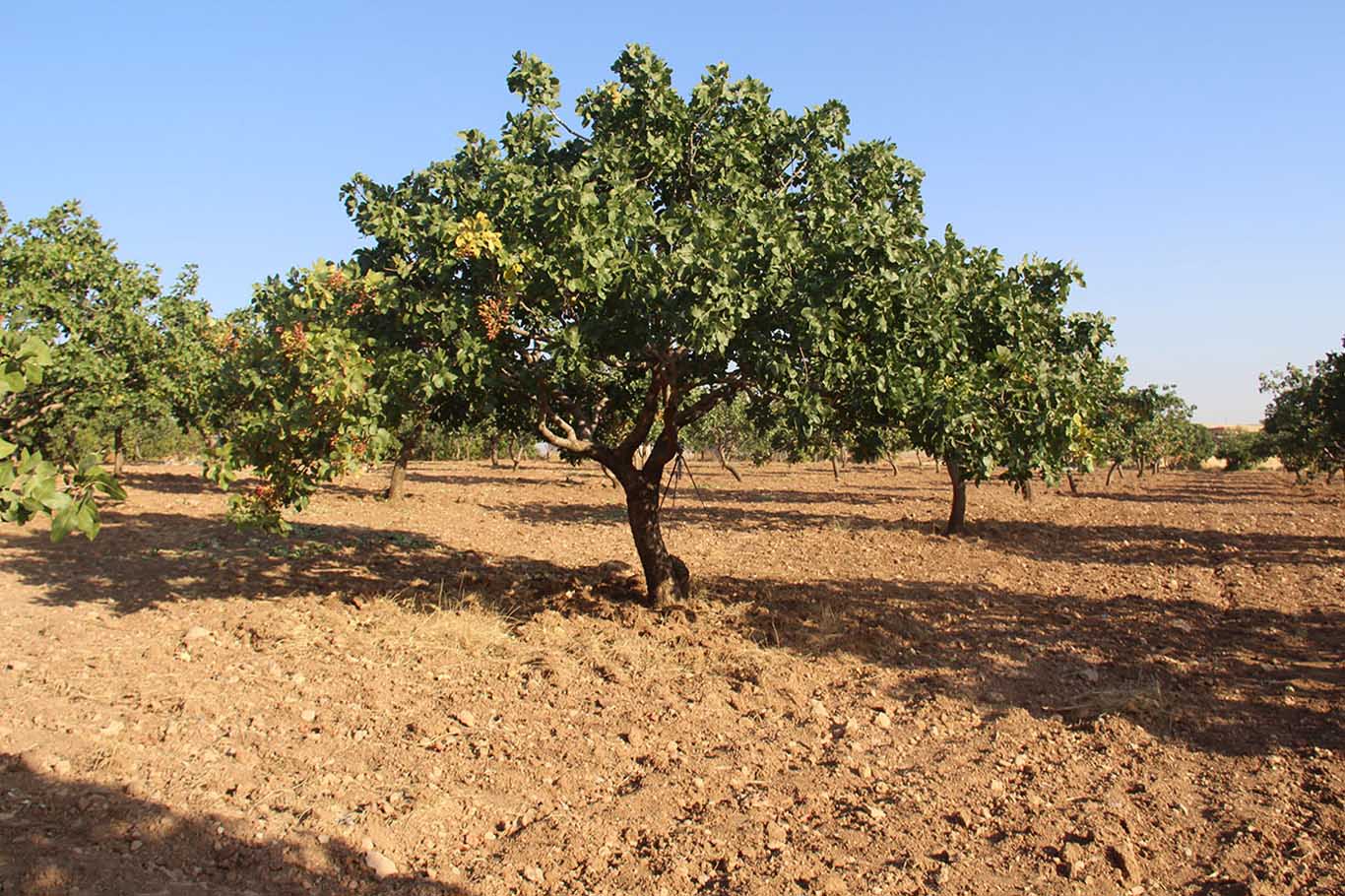 Diyarbakır'da Yeşil Altın Hasadı Başladı Gazianteplilere Satıyorlar 2