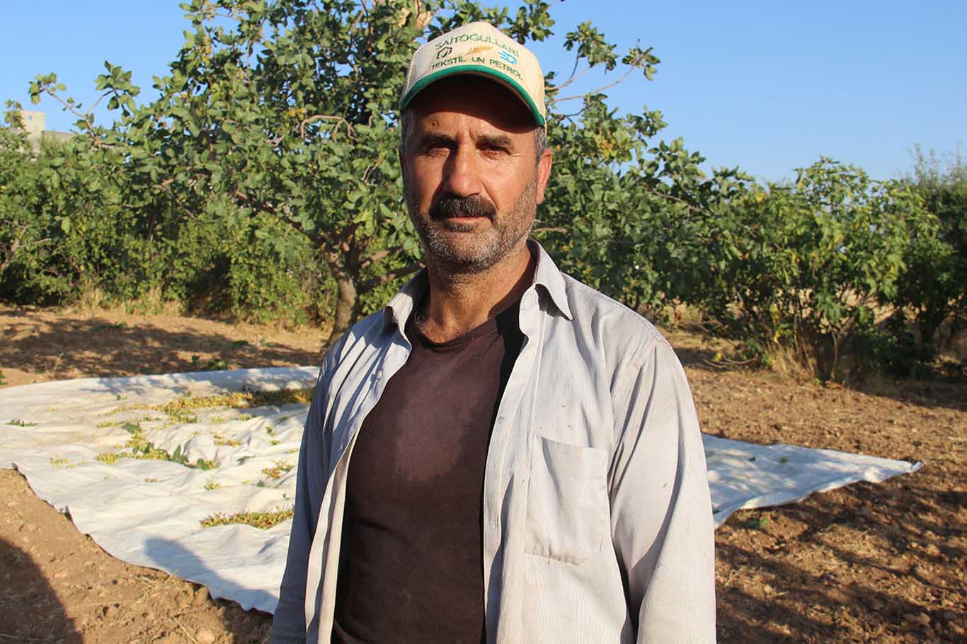 Diyarbakır'da Yeşil Altın Hasadı Başladı Gazianteplilere Satıyorlar 9