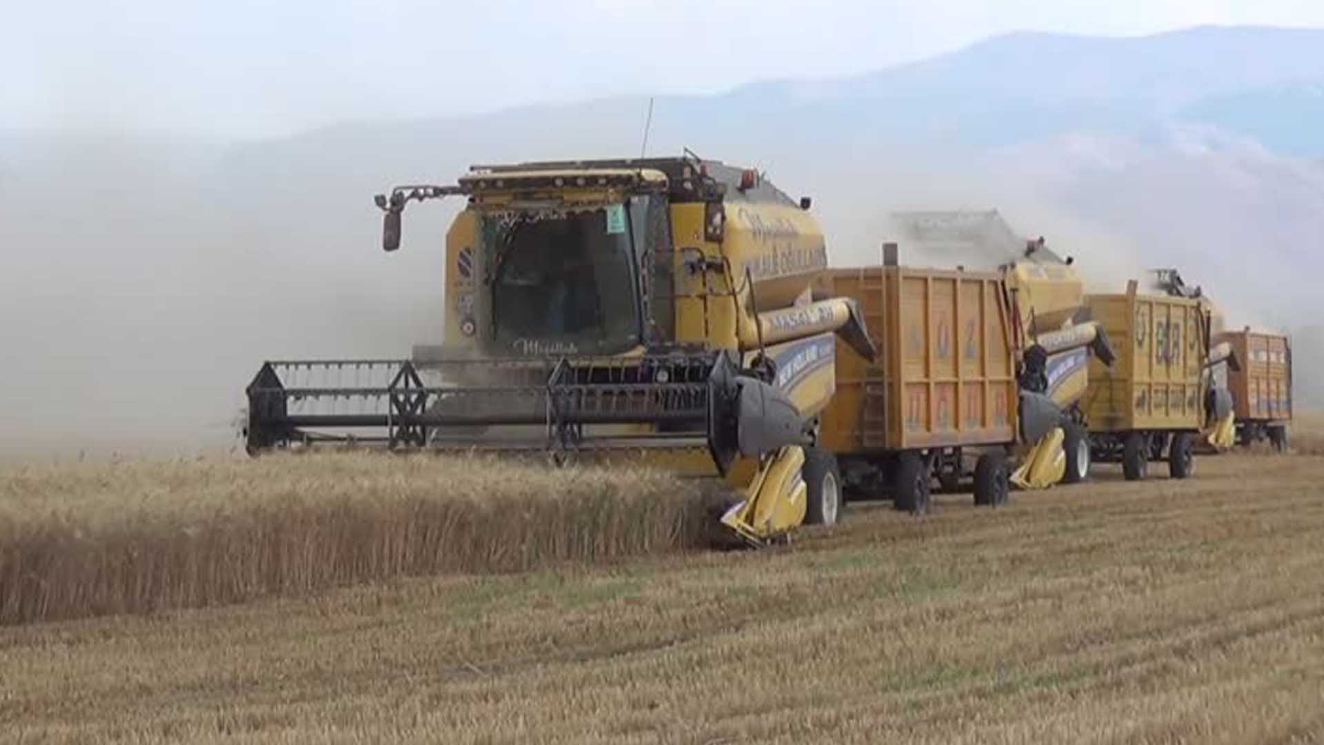 Diyarbakır'dan 21 Biçerdöver Ve 120 Kişilik Grupla Muş'a Buğday Hasadında Gittiler 2