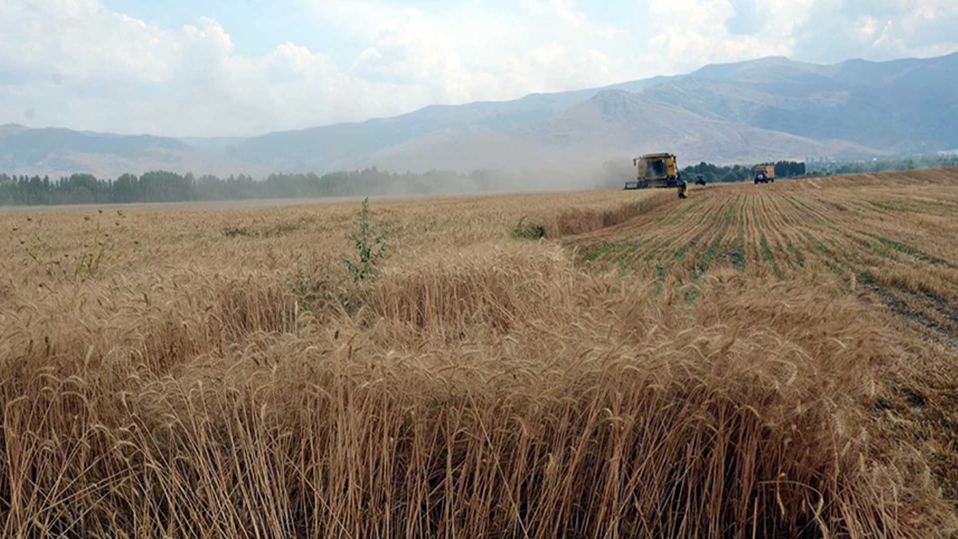 Diyarbakır'dan 21 Biçerdöver Ve 120 Kişilik Grupla Muş'a Buğday Hasadında Gittiler 3