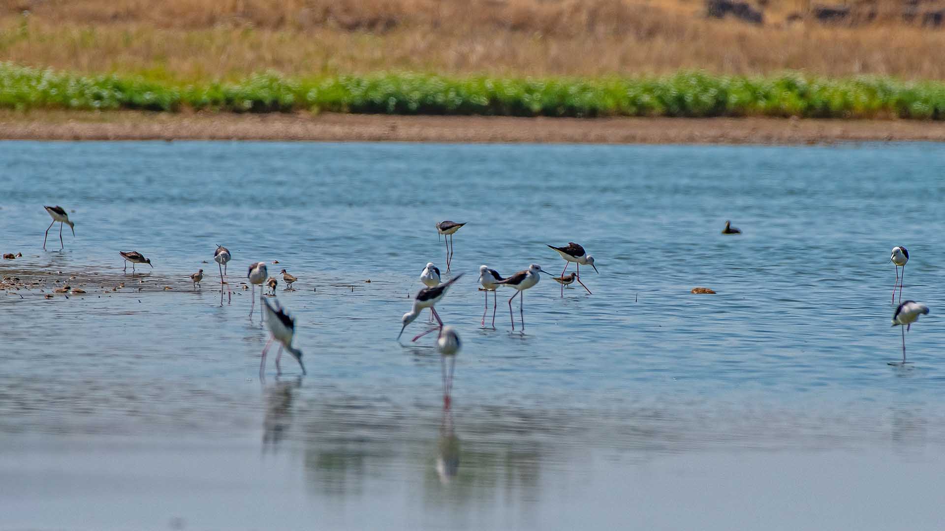 Diyarbakır'ın Kuş Cenneti 10