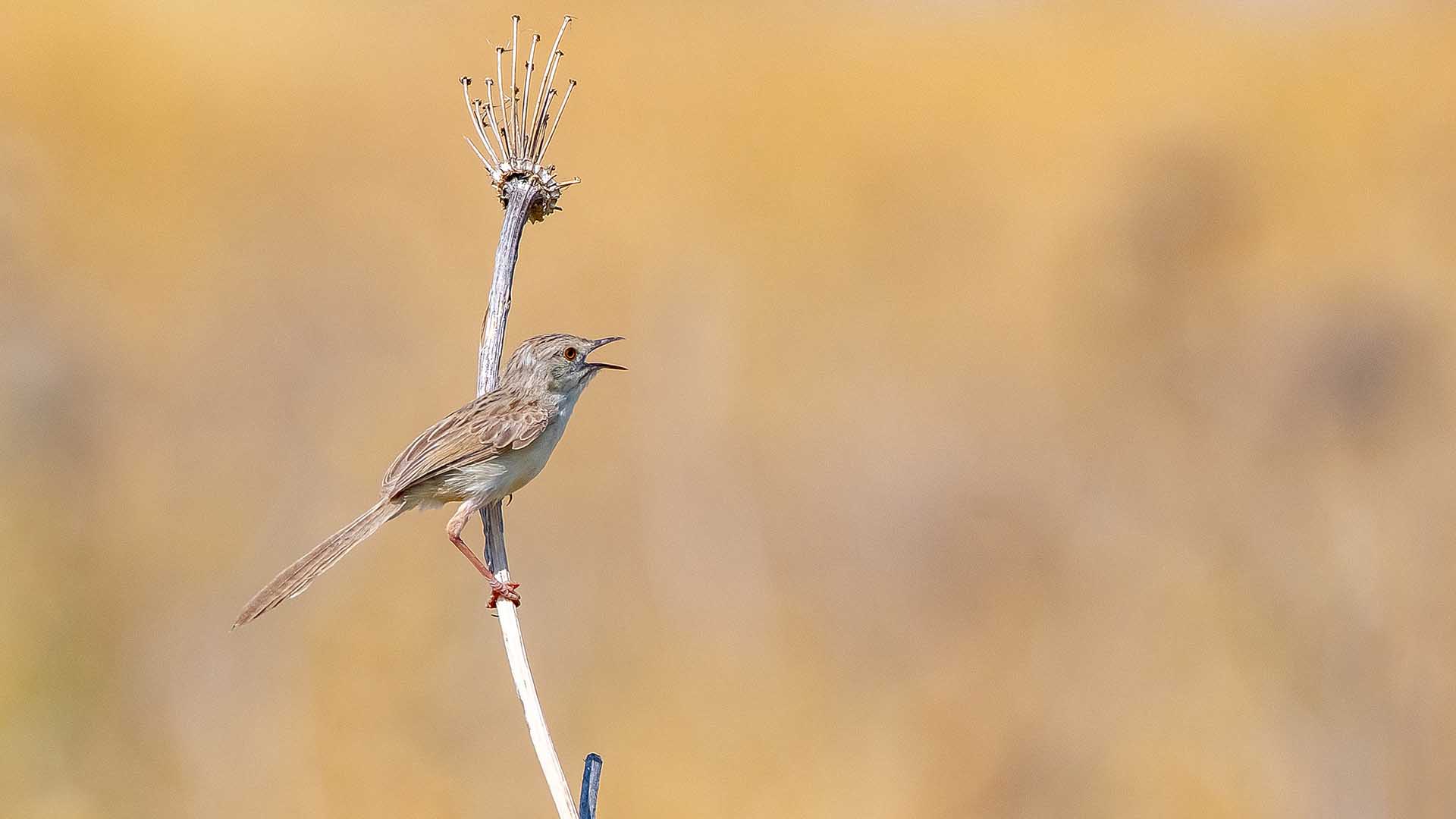 Diyarbakır'ın Kuş Cenneti 2