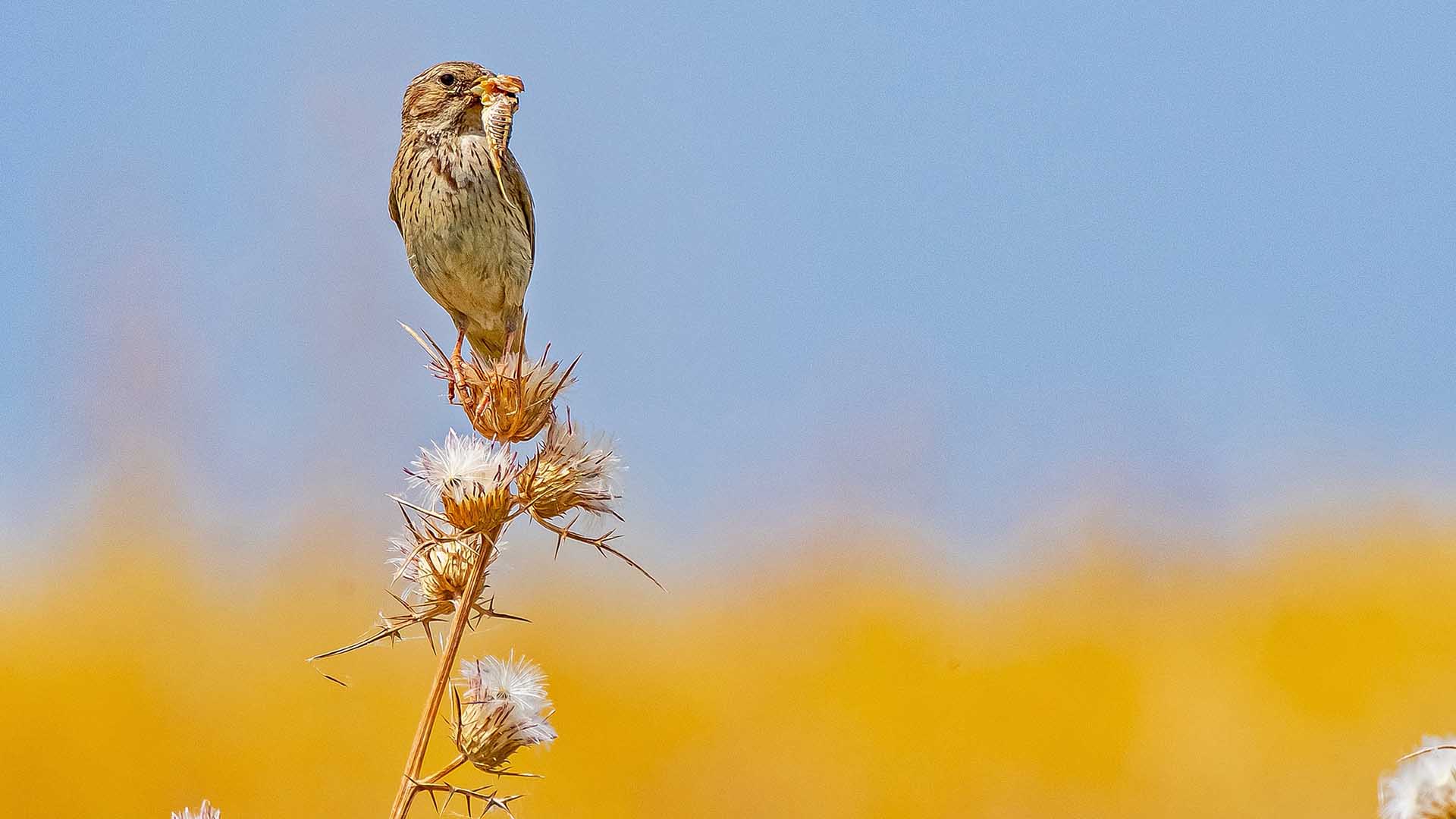 Diyarbakır'ın Kuş Cenneti 7