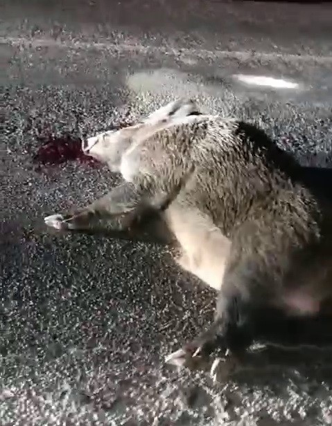 Karayoluna Çıkan Domuz Kazaya Neden Oldu 1