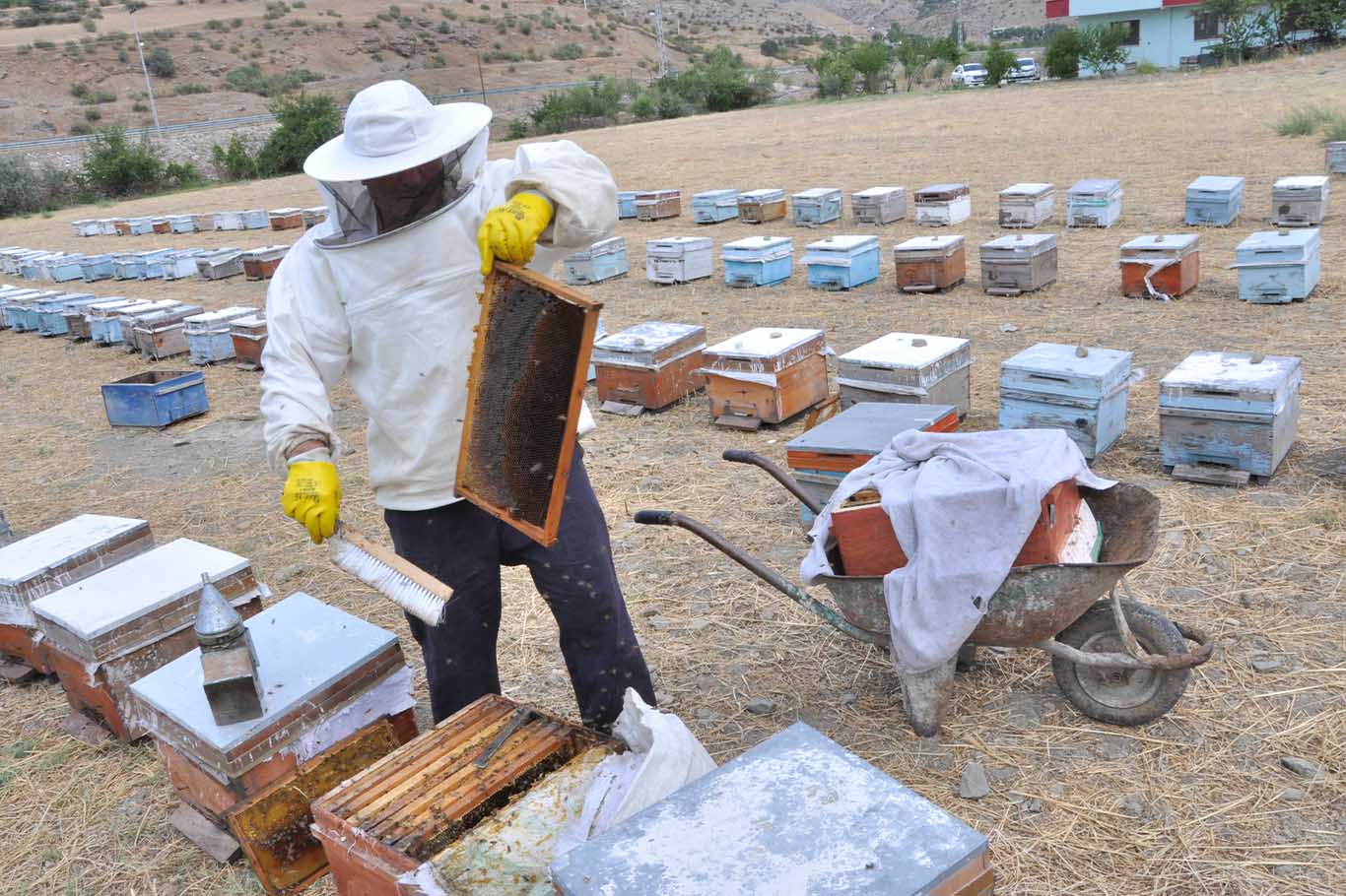 Mereto Dağı Eteklerinde Organik Kara Kovan Balı Hasadı Başladı 1