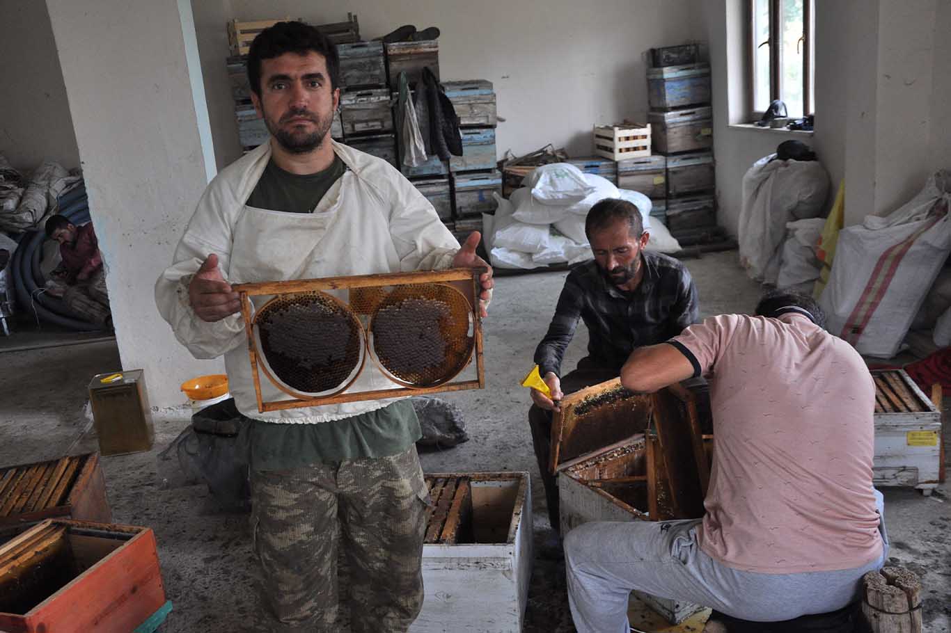 Mereto Dağı Eteklerinde Organik Kara Kovan Balı Hasadı Başladı 2