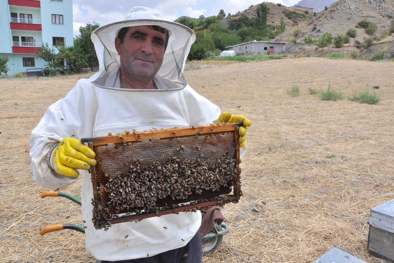 Mereto Dağı Eteklerinde Organik Kara Kovan Balı Hasadı Başladı 3