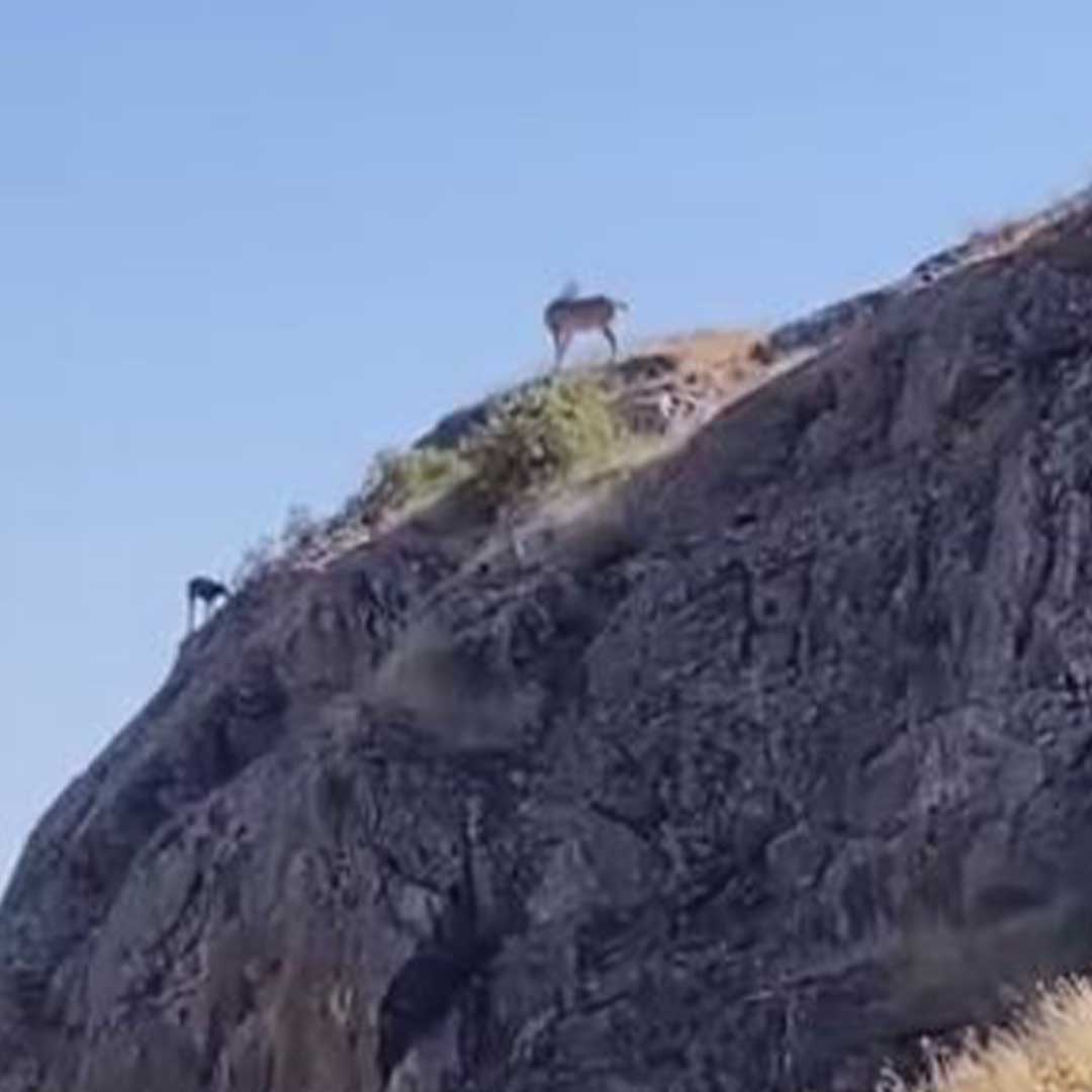 Nesli Koruma Altındaki Dağ Keçileri Bu Kez Orada Görüntülendi 2