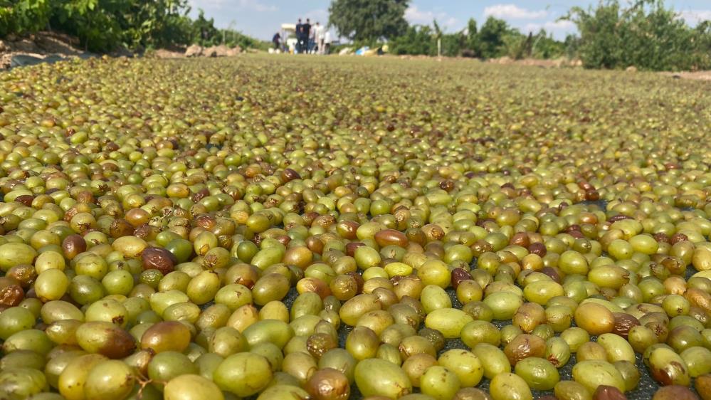 Peygamber Üzümünün 'Altın Sarısı' Olma Yolculuğu 1