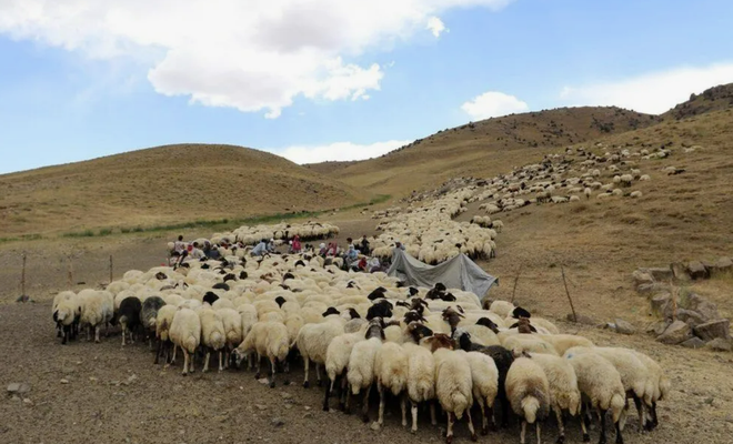 Bakanlik Devreye Girdi 150 Bin Coban Araniyor 9A37342E