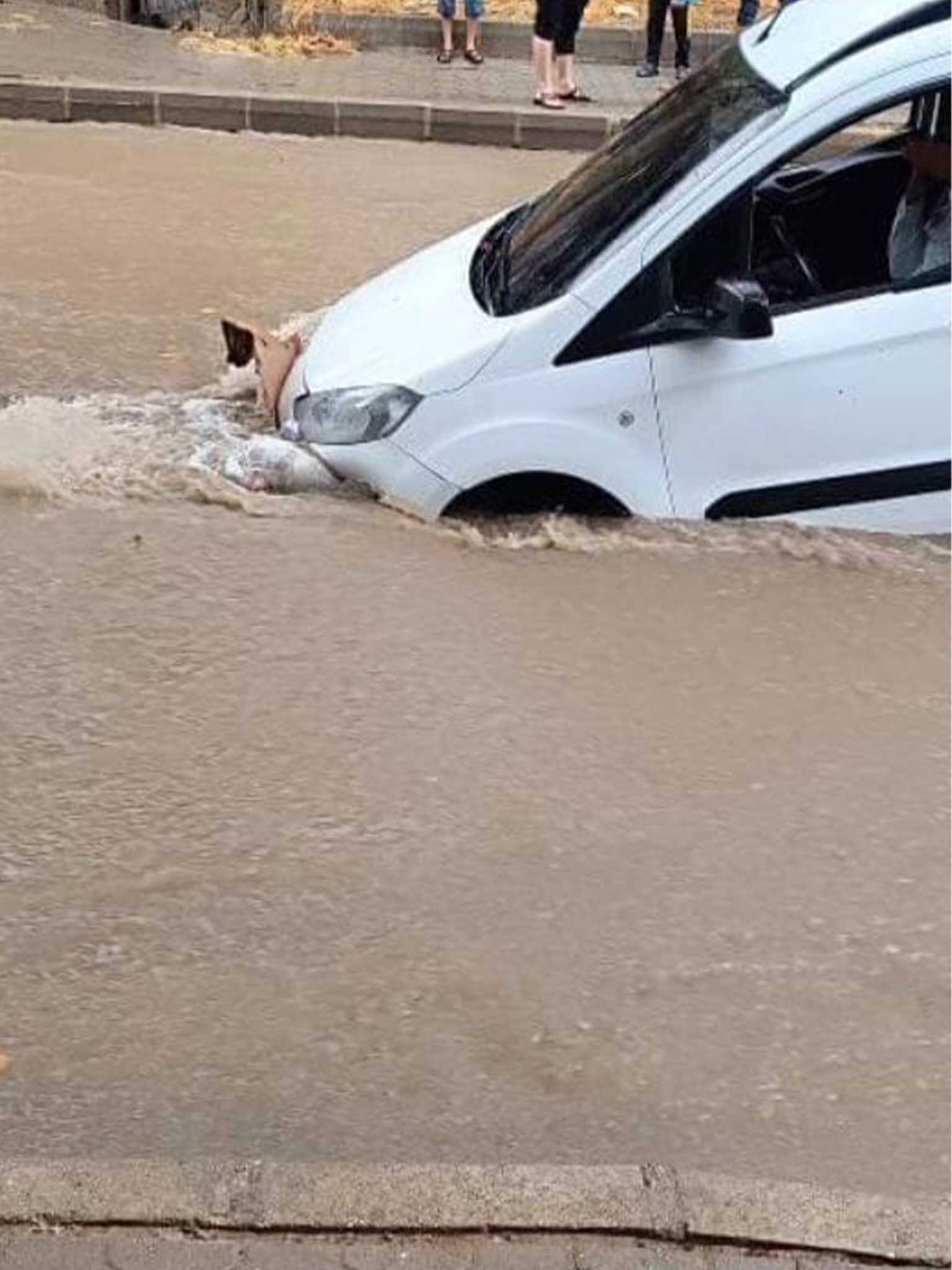 Çoban, Yildirim Çarpmasi Sonucu Öldü 3