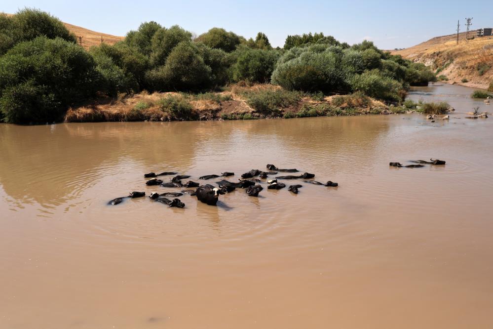 Diyarbakır'da Afrika Yaban Hayatını Andıran Görüntüler... 1