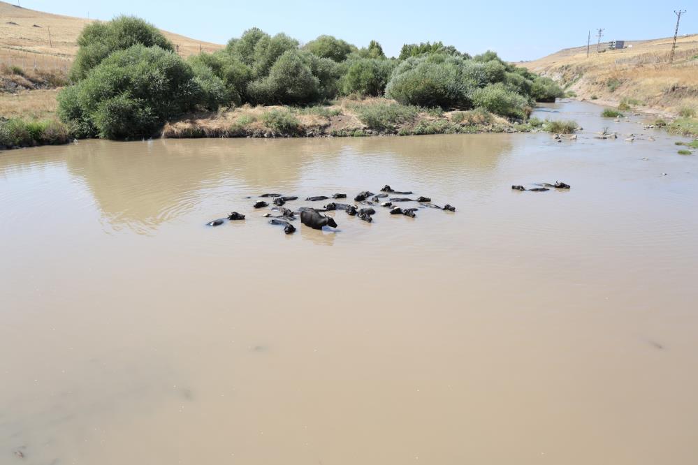 Diyarbakır'da Afrika Yaban Hayatını Andıran Görüntüler... 5