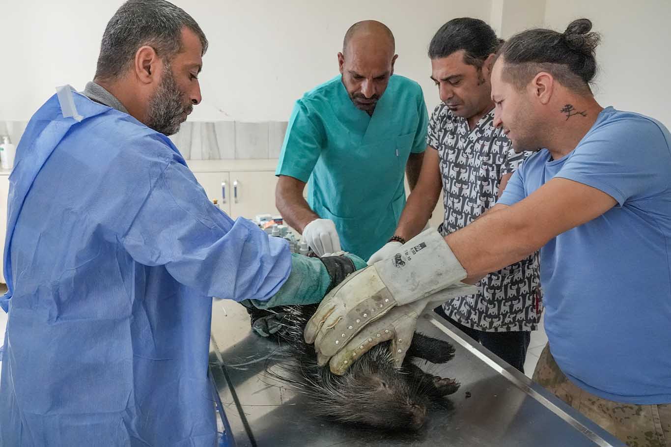 Diyarbakır’da Baygın Halde Bulunan Yaralı Oklu Kirpi Tedavi Altına Alındı 5