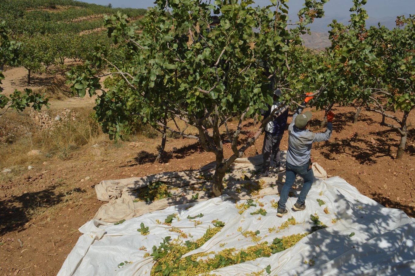 Siirt Fistigi Hasadina Baslandi A3607598