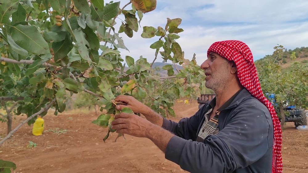 Siirt’te Fıstık Hasadındaki Verim Çiftçinin Yüzünü Güldürdü 1