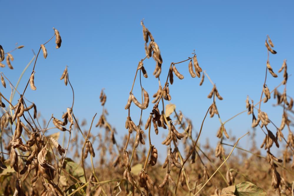 Diyarbakır’da 35 Bin Dekar Soya Fasulyesi Ekildi 3