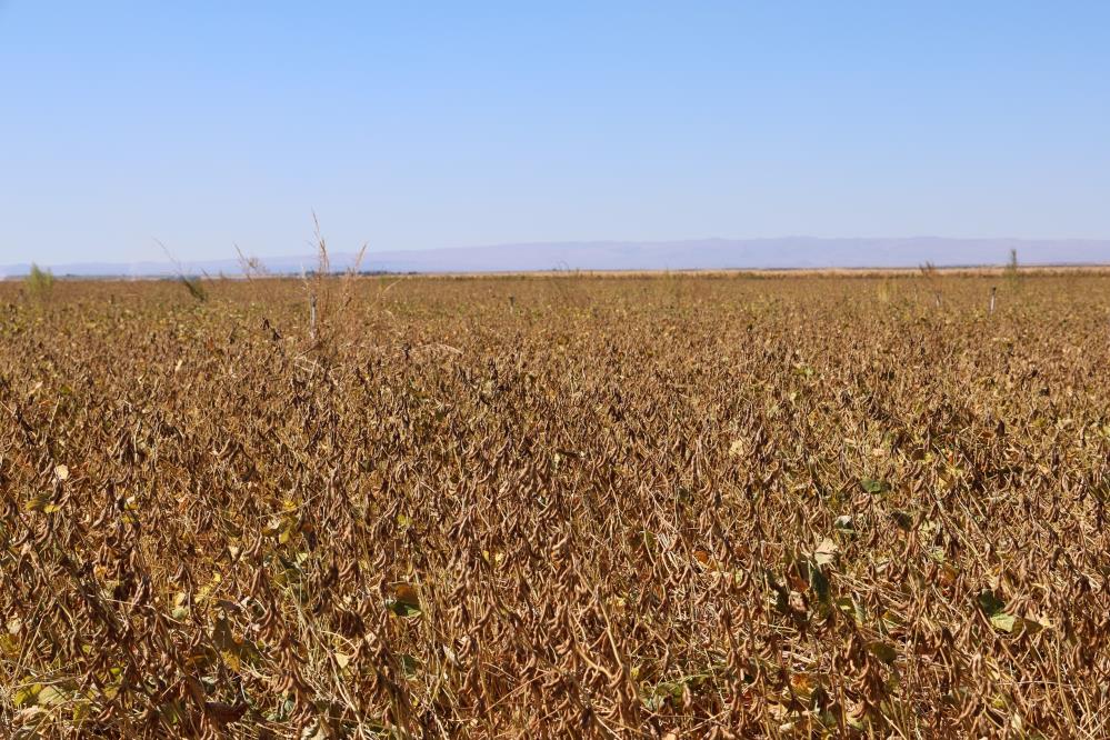 Diyarbakır’da 35 Bin Dekar Soya Fasulyesi Ekildi 5