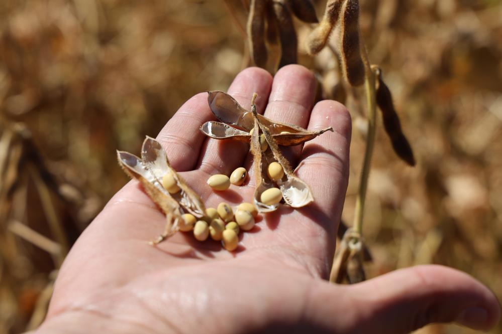 Diyarbakır’da 35 Bin Dekar Soya Fasulyesi Ekildi 7