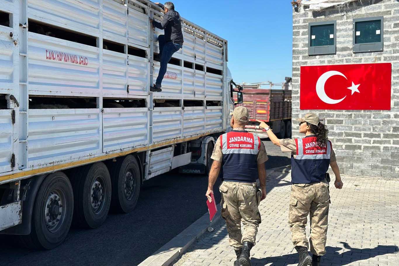 Diyarbakır’da 384 Hayvana El Konuldu 2