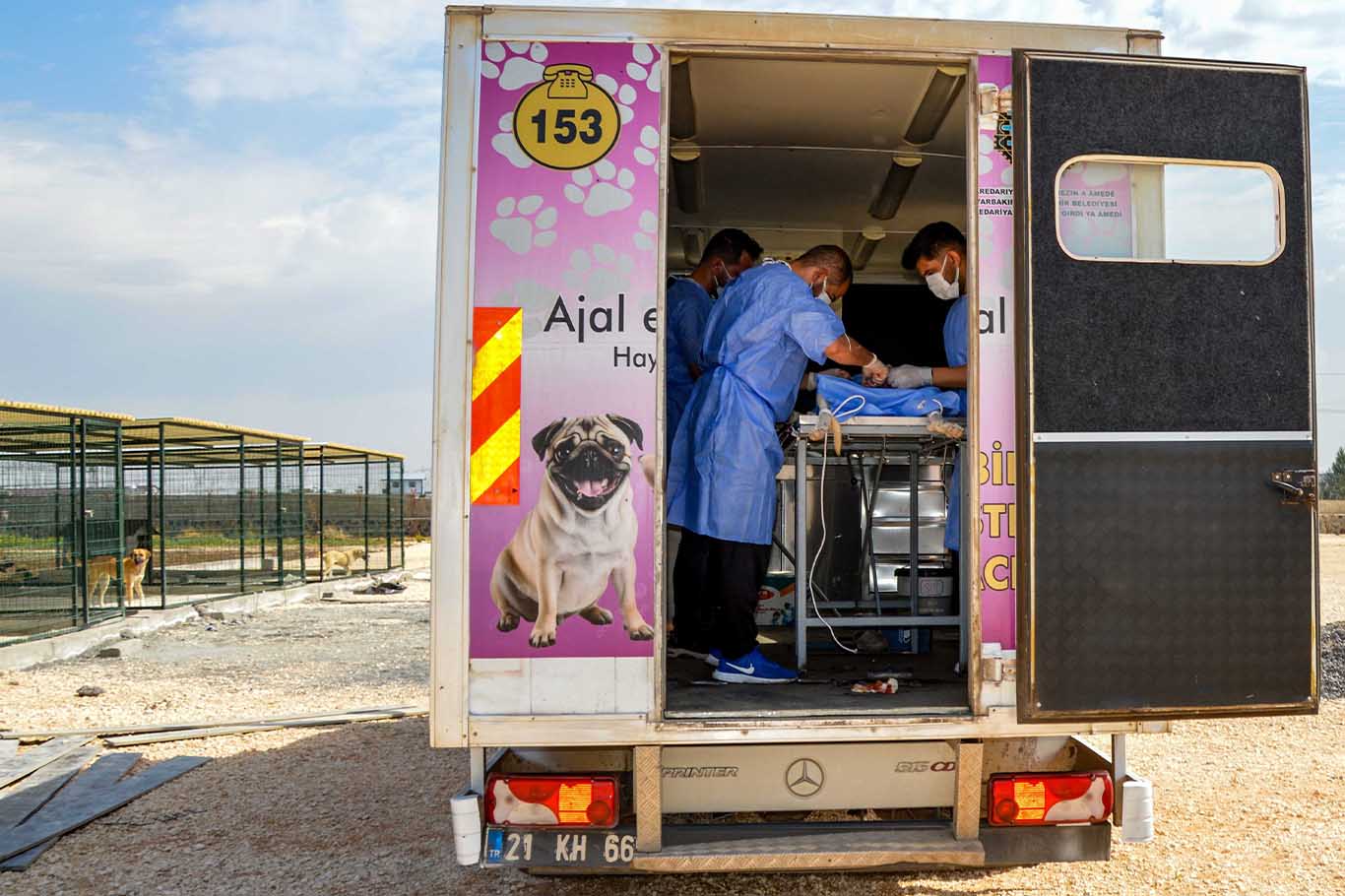 Diyarbakır’da Sokak Hayvanları Mobil Araçla Kısırlaştırılıyor 2