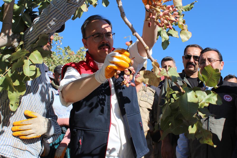 Siirt'te Fıstık Hasadı Yapıldı 1