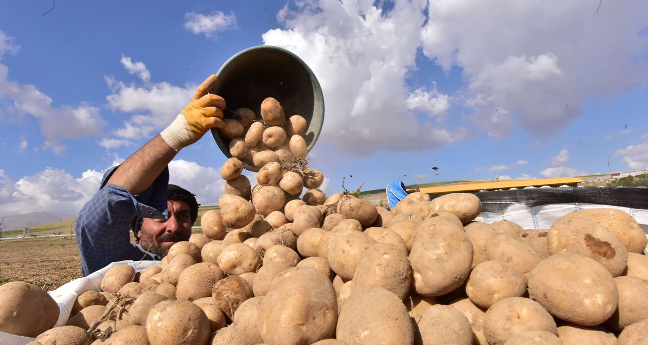 Türkiye’nin Patates Ambarlarından Bitlis'te Hasat Başladı