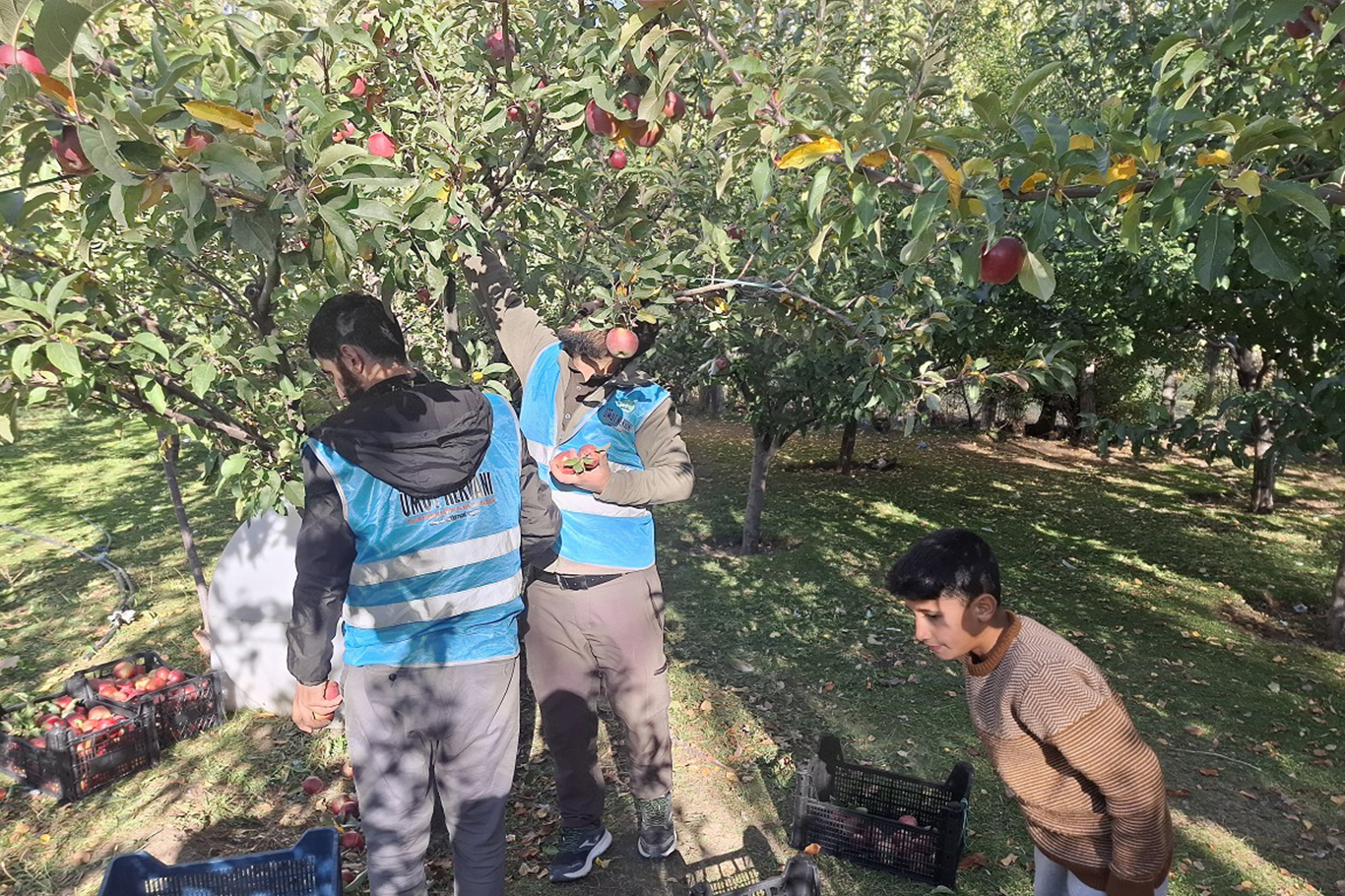 Vanli Hayirsever Bahcesindeki Tum Mahsulu Gazzeye Bagisladi 99448880