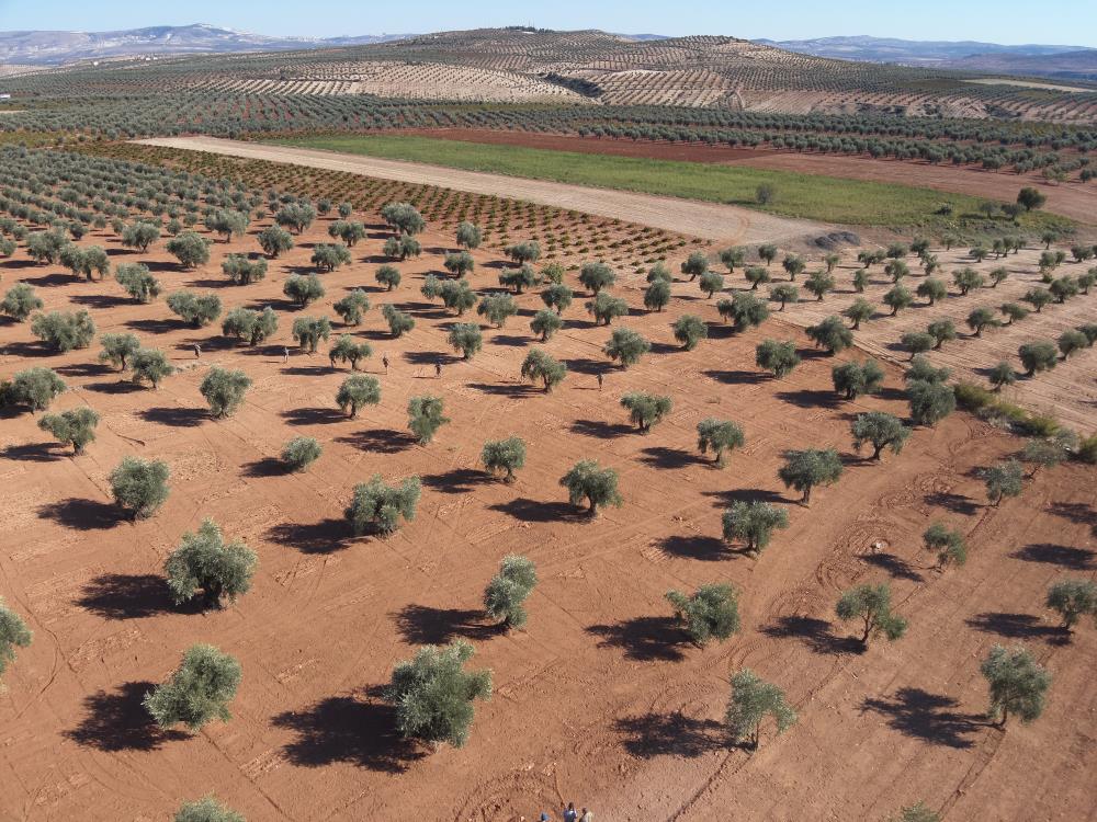 Zeytin Bahçeleri Jandarma Koruması Altında 1